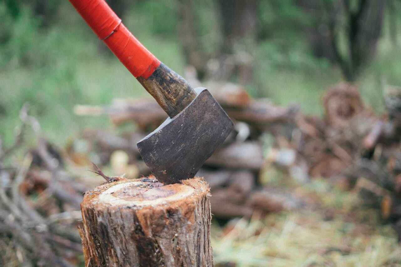 Dead Tree Removal in Hudson, CO